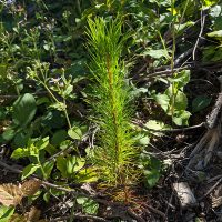 forest-renewal3