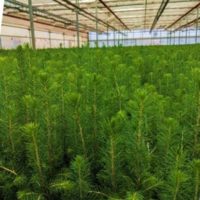 seedlings